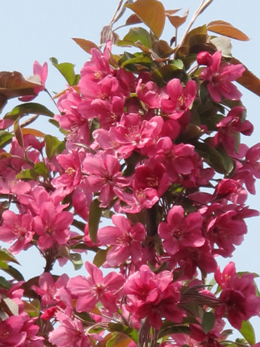 供应花 果 叶共赏的优良北美海棠品种苗 绚丽 凯尔斯等品种