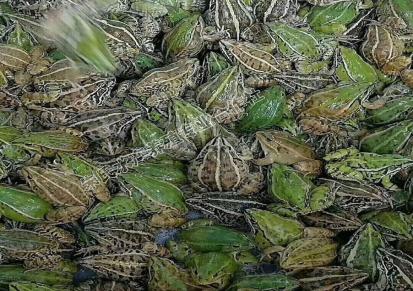 湖南哪里的青蛙苗好 如何青蛙养殖致富 朱氏水产提供种苗和免费技术