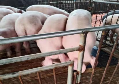 猪仔活苗 长白猪 三元猪仔批发 佃升养殖小猪 长的快