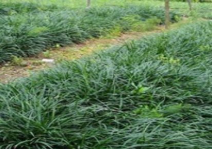 无土绿化麦冬草基地 襄阳李莉麦冬草 成活率高的绿化麦冬草供应