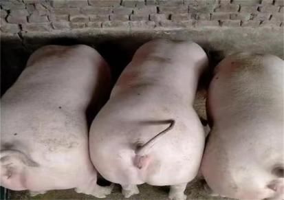鸿超农业 高产小种猪苗 纯种长白猪 出售