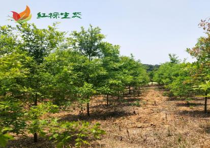南京红栎生态 基地直发 5公分娜塔栎精品 耐水耐淹 树形好