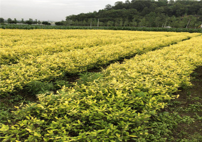 黄金芽茶苗长期供应 惠农苗木品质保证