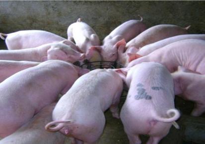 15公斤仔猪价格 大白母猪批发价格 养殖仔猪找希祥 品种多多
