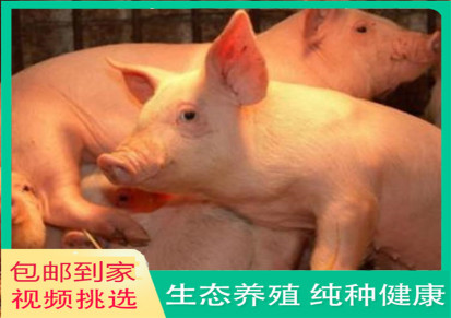 生猪价格 山东仔猪价格 廷东 包邮出售养殖技术 现货供应