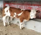 购买牛犊400斤以上的西门塔尔牛小肉牛犊多少钱一头