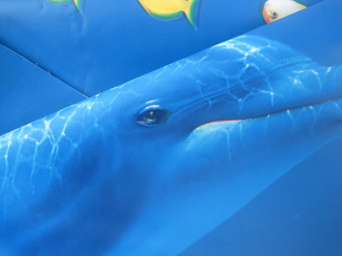 蓝色海豚5