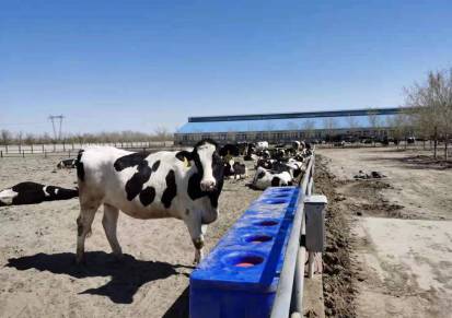 菲富利牛场专用水槽子牛用喝水槽牛饮水设备厂家直销