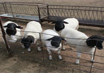 纯种黑头杜泊绵羊 活羊杜泊绵羊活体羊羔 怀孕母羊 种公羊价格