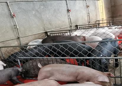 山西临汾附近有仔猪出售 附近有猪仔卖 猪多多品质可靠