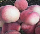 安顺红不软脆红桃苗 保法种植场供应 可食用早熟桃树苗