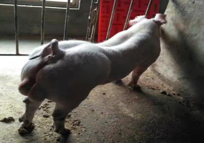 猪仔价格美丽 50斤母猪种猪批发基地 宝泉岭 一头代发