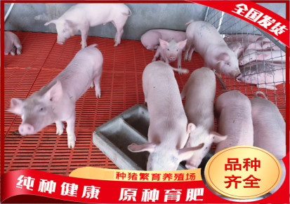 约克仔猪养殖基地 黑龙江仔猪 立文 猪仔基地出售猪仔全国运送 存活率高品种纯