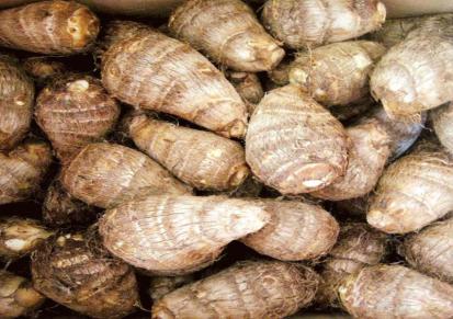 新鲜芋头 农户种植芋头现挖现发 8520毛芋头营养丰富 英瑞果蔬