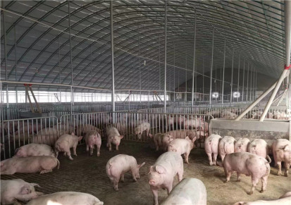 腾鑫畜牧厂家直供 日光温室养猪大棚厂家