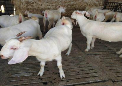 温州白山羊羊苗品种优良 仁信牧业 白山羊价格
