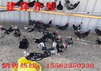 黑龙江种鸡孵化场 红玉鸡苗 九斤红公鸡苗 受精种蛋