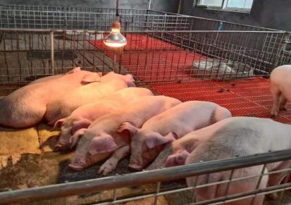 三元仔猪出售 30斤苗猪价格 大白猪苗 佃升牧业实在靠谱
