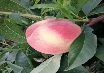 鹤文农业嫁接新品种桃树木苗 冰糖蜜桃桃树苗提供技术
