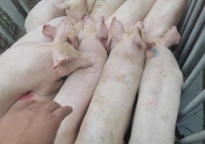 江西母猪养殖繁育 创新猪场 大量新上母猪批发 价格不高