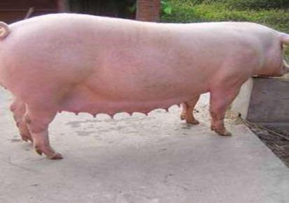 母猪批发基地 创新猪场 北京黑母猪价格 来电咨询