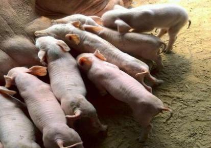 满月小猪崽出售 大白仔猪品种多 体型漂亮 子富牧业便宜好卖