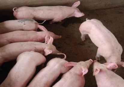 出售小猪 猪崽价格 购买30斤小猪来希祥 专业养殖