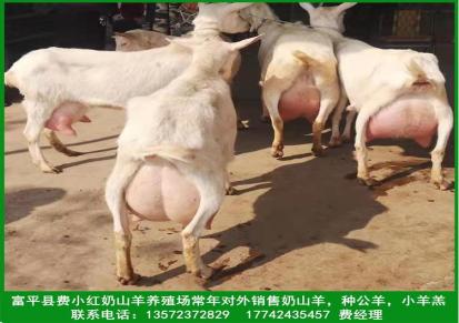 陕西富平常年供应萨能奶山羊 陕西关中奶山羊 成年种公羊 小羊羔批发 指导饲养