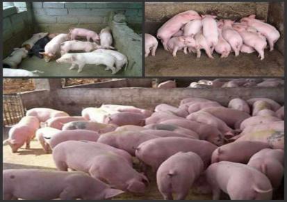 鸿超农业 高产小种猪苗 美系杜洛克猪 2022年