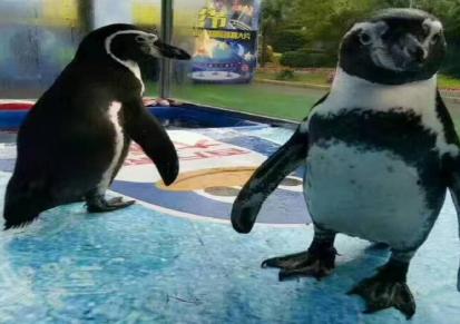 海狮表演企鹅展览出租一手资源可靠资源