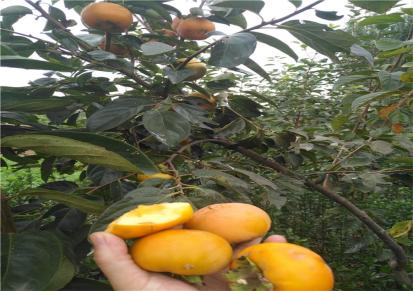 出售适合浙江种植的柿子苗品种 脆甜柿子苗 一年生柿树苗 现挖现卖保证成活率