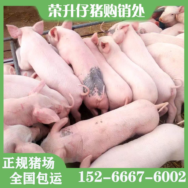 沂水县荣升仔猪购销处