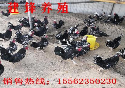 全国出售建锋禽业脱温贵妃鸡鸡苗 养成周期短 大型鸡苗孵化场 雏鸡批发价格