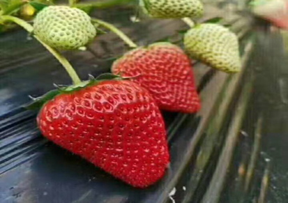 四川优质幸香草莓供应