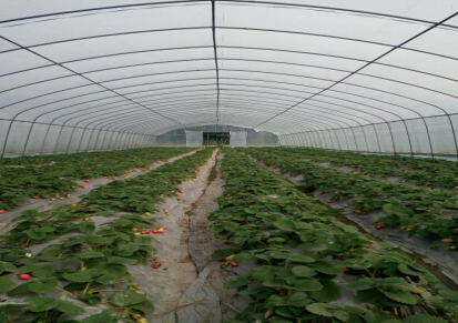 温室大棚建设 单体大棚 蔬菜养殖棚