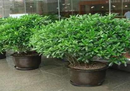 绿植出租-绿植租赁-武汉盆栽植物 润泽蔚来a006
