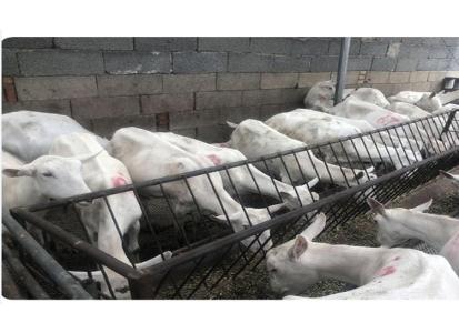 富平萨瑞奶山羊养殖场直供陕西奶山羊,关中奶山羊