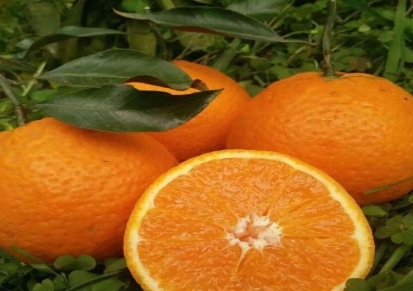 柑橘树苗报价_亚峰农业_成活率高