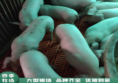 40斤小猪价格 种猪价格 四季牧场运输满意仔猪繁育多