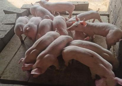 大白猪仔 近期小猪仔价格 仔猪出售广东 广源牧业批发好品种猪