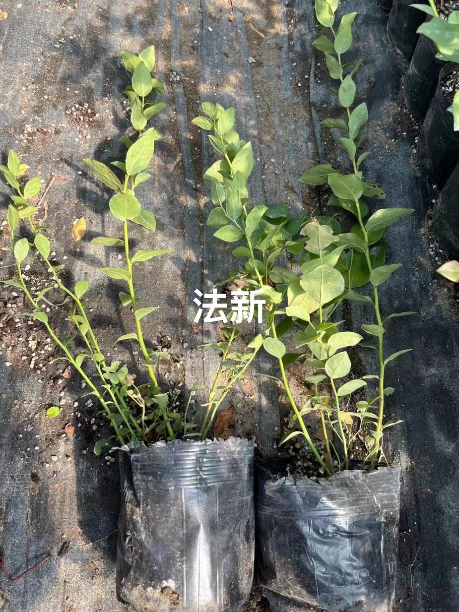 H5蓝莓苗广西种植方法