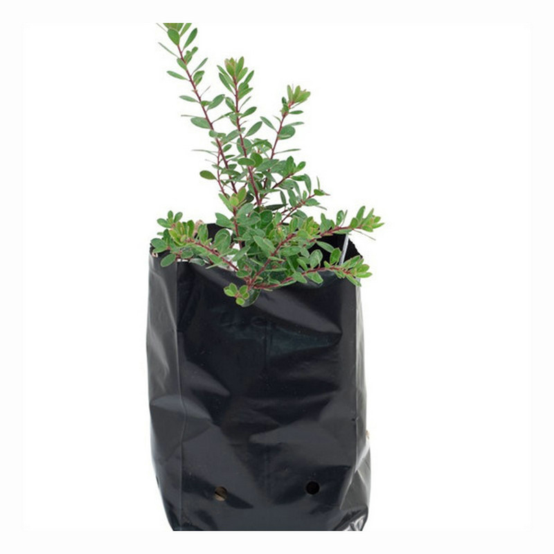 plastic bags for plants