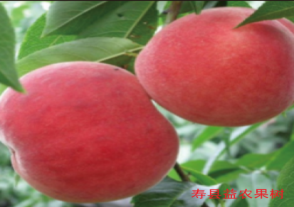 桃树苗育苗基地占地多年生新品种又大又甜
