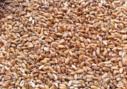 大量批发供应高品质 高蛋白小麦