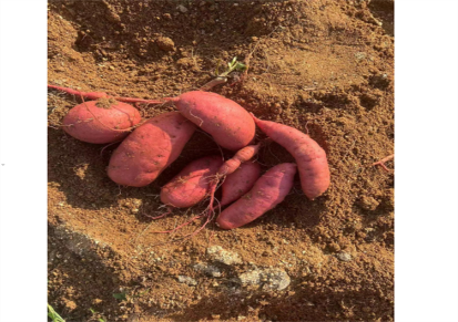 西瓜红香甜蜜薯 新鲜现挖农家自种地瓜 口味绵蜜