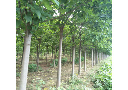 苗木种植 基地供应15公分楸树 16公分楸树价格 17公分楸树梓树树型优美价