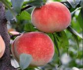 铜仁红不软大红桃苗 保法种植场供应 可食用早熟桃树苗