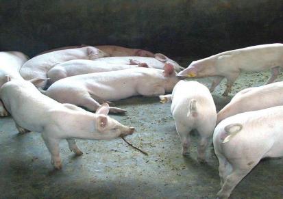 二代母猪基地 正规华胜养殖场 品种齐全 母猪繁育体质好 送货到家