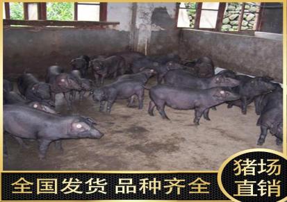 苏太公猪 苏太母猪 养殖基地 批发品种纯 好喂养 优选迎祥牧业