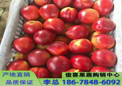 俊喜果蔬 油桃批发产地 中油一号 中油五号油桃大量批发出售